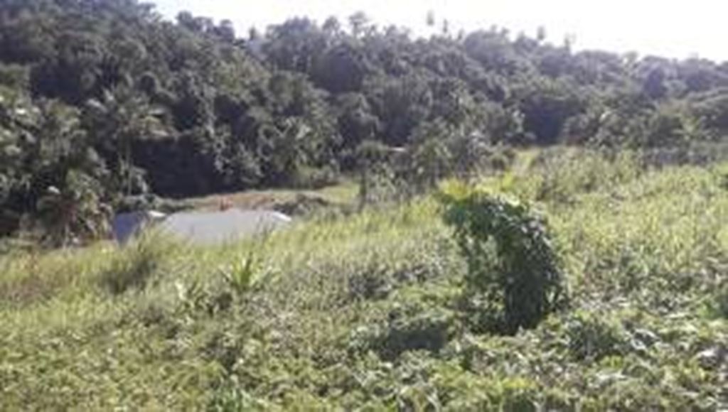 Terrain GOYAVE (97128) KAZIMMO